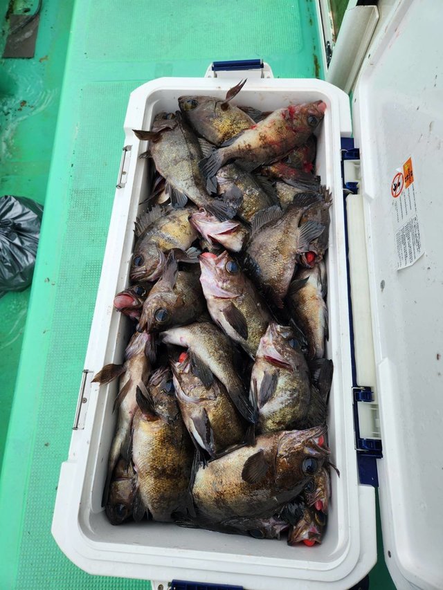 クロメバル(メバル)