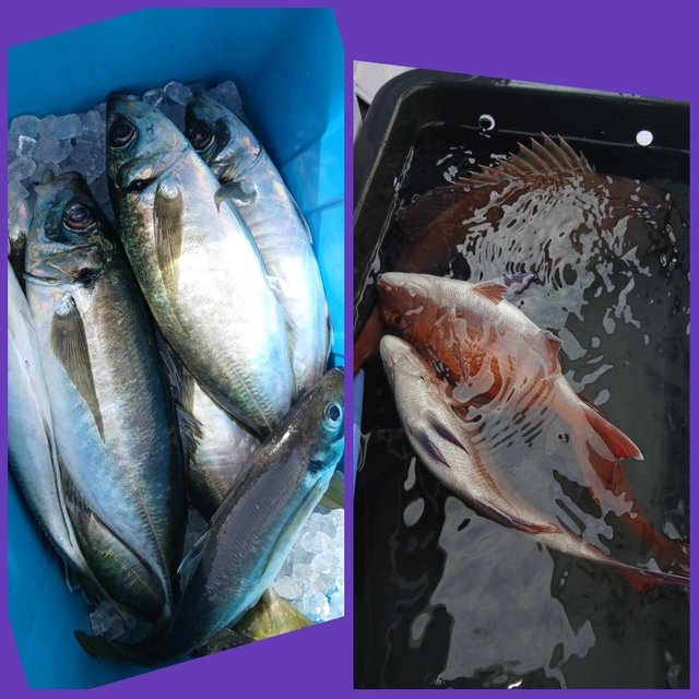 マダイ・マアジ