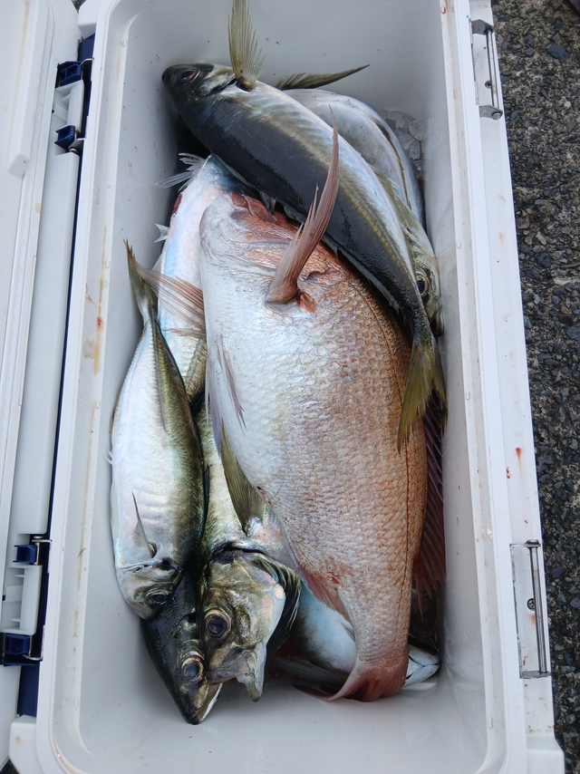 マダイ・マアジ