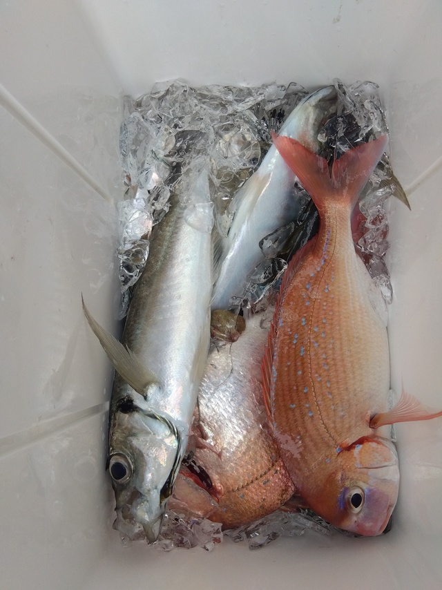 ハナダイ(チダイ)・アジ(マアジ)