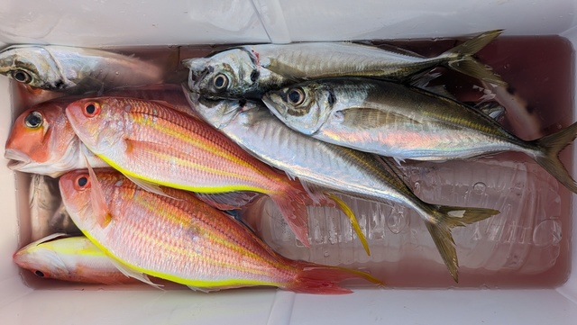 アジ(マアジ)・アカアマダイ