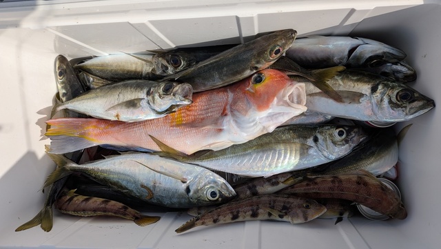 アジ(マアジ)・アカアマダイ