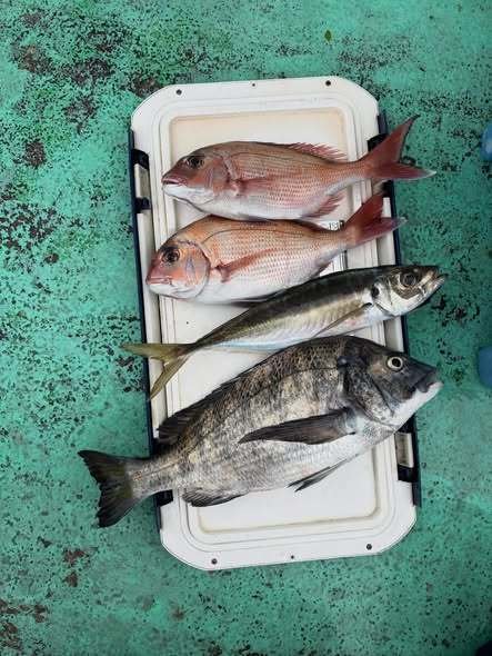 マダイ・クロダイ・アジ(マアジ)