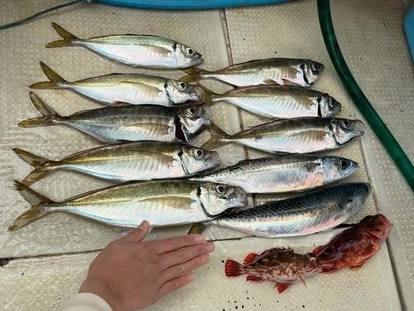 アジ(マアジ)・ガシラ(カサゴ)