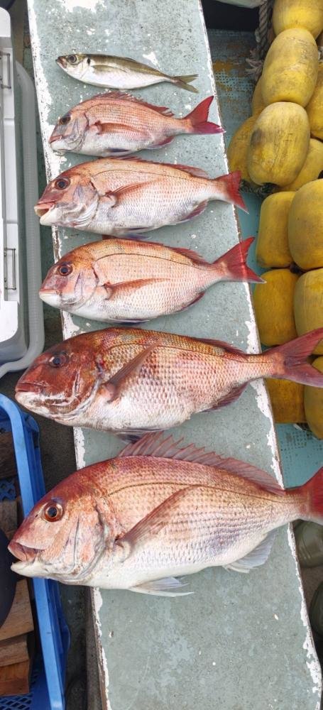 マダイ・アジ(マアジ)