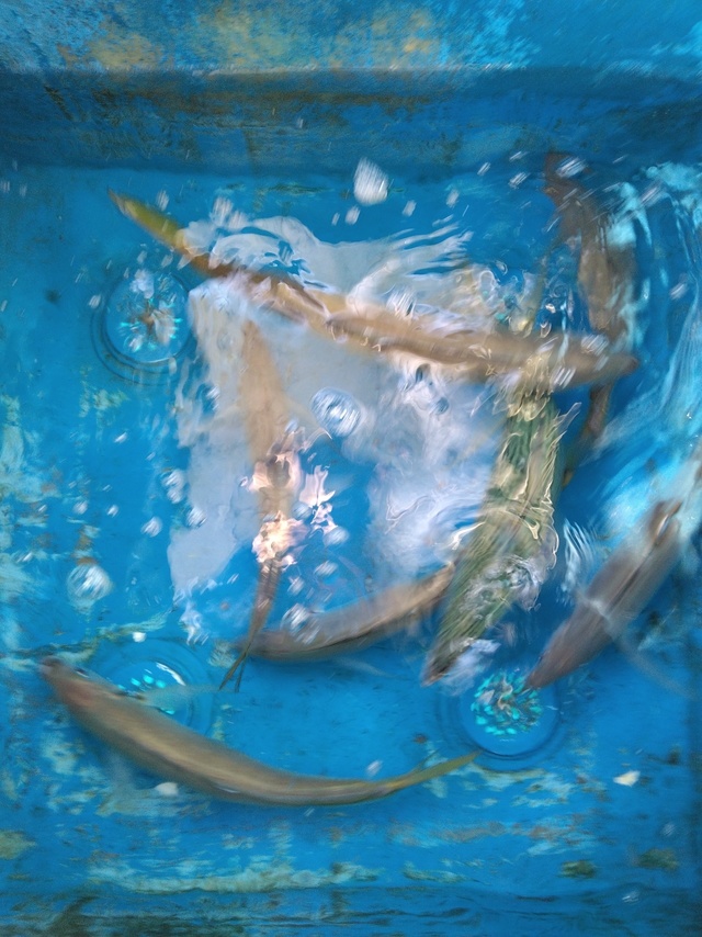 マアジ・マサバ