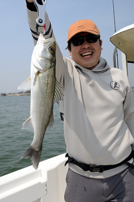 シーバス(スズキ)