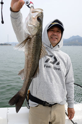 シーバス(スズキ)