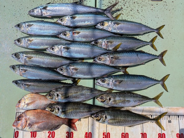 タイ(マダイ)・アジ(マアジ)・マサバ・サゴシ(サワラ)