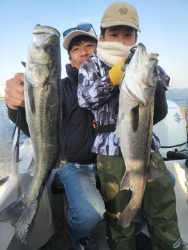 シーバス(スズキ)