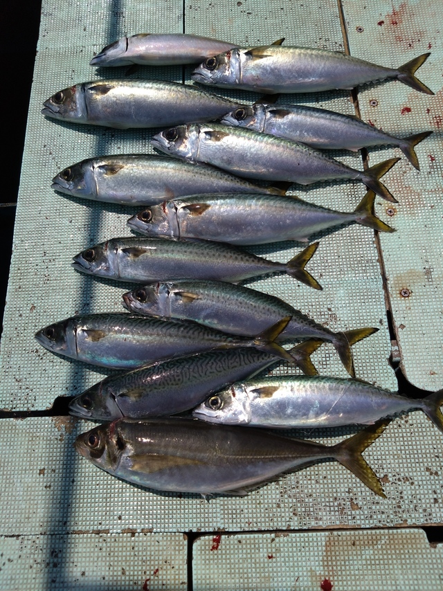 アジ(マアジ)・サバ(マサバ)