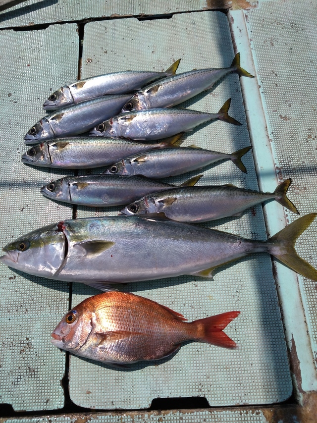 タイ(マダイ)・メジロ(ブリ)・サバ(マサバ)