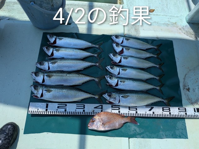 マダイ・マサバ