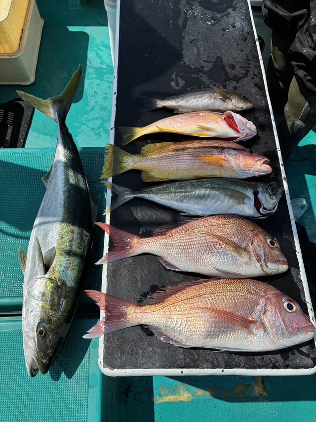 マダイ・マアジ・ヨコスジフエダイ