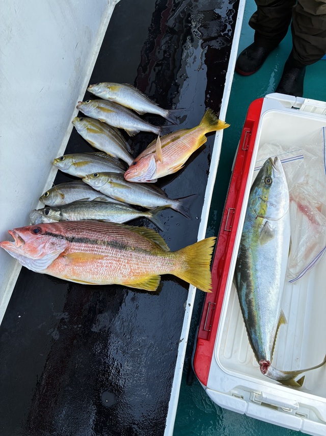 マアジ・ブリ・ヨコスジフエダイ