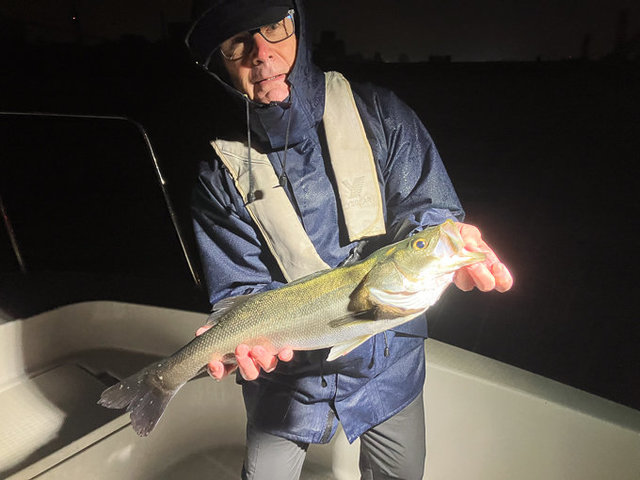 シーバス(スズキ)