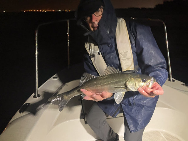 シーバス(スズキ)