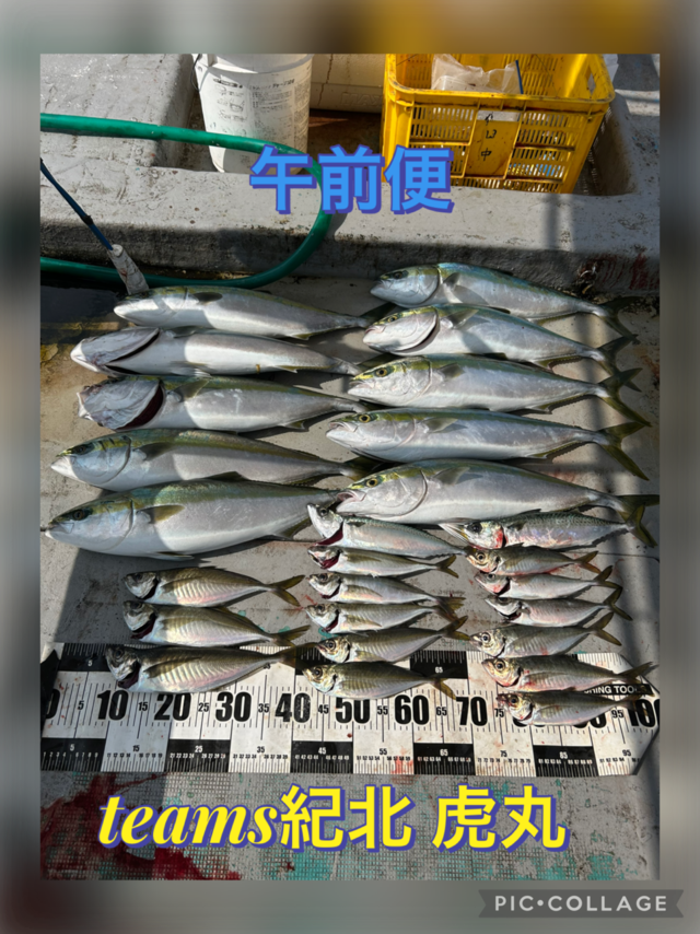 アジ(マアジ)・メジロ(ブリ)・マサバ