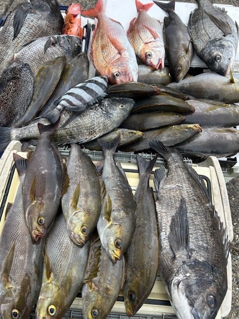 マダイ・ハナダイ(チダイ)・クロダイ・イシダイ・イシガキダイ・イサキ・カサゴ