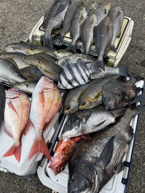 マダイ・ハナダイ(チダイ)・クロダイ・イシダイ・イシガキダイ・イサキ・カサゴ