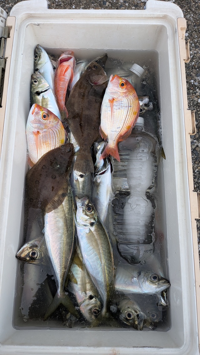 アジ(マアジ)・アカアマダイ・ムシガレイ