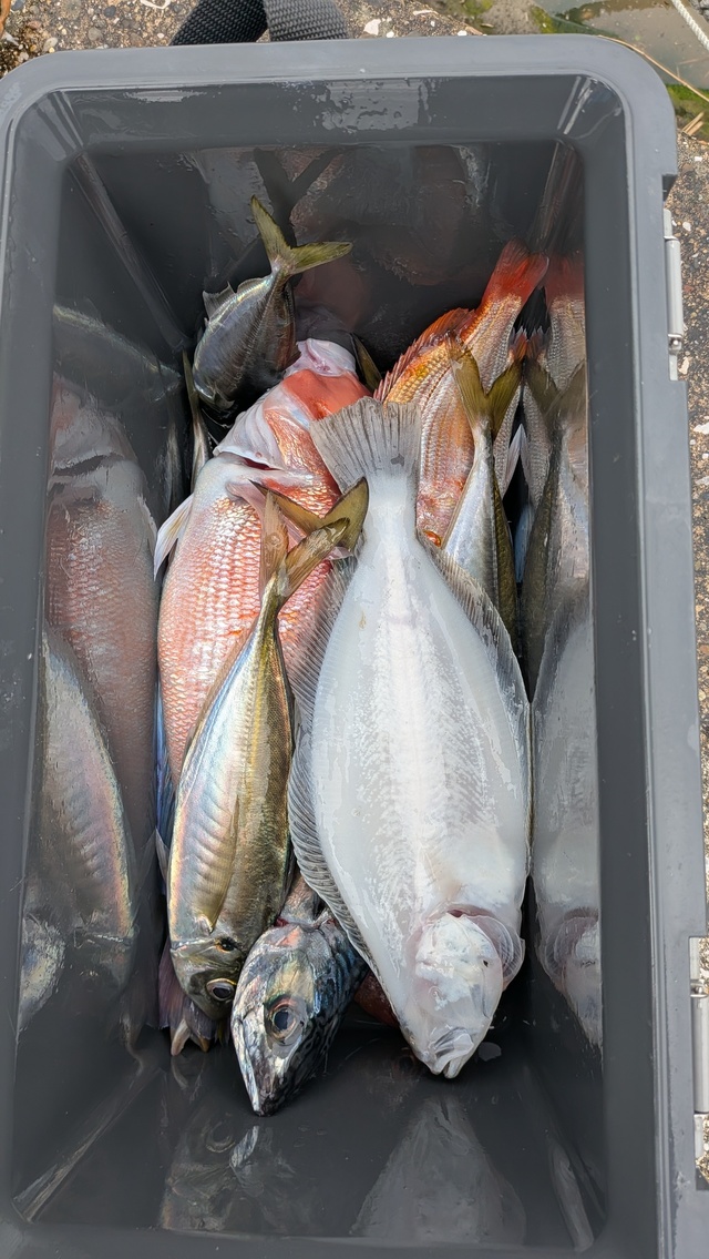 アジ(マアジ)・アカアマダイ・ムシガレイ