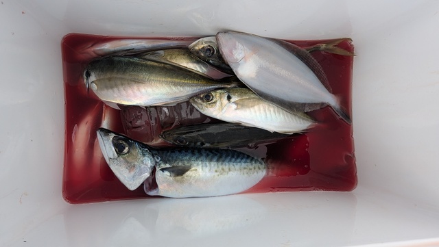 アジ(マアジ)・ムシガレイ