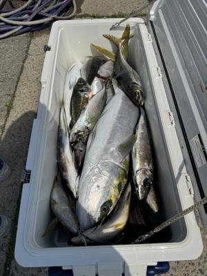 マアジ・メジロ(ブリ)・イサギ(イサキ)