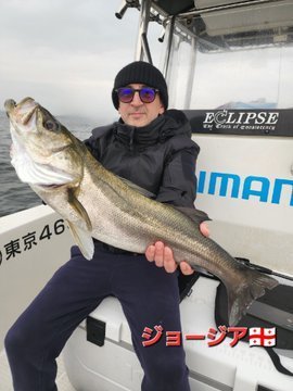 シーバス(スズキ)