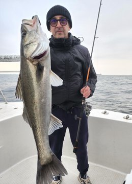 シーバス(スズキ)