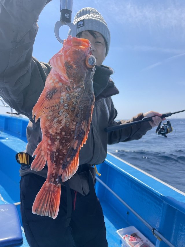 ウッカリカサゴ