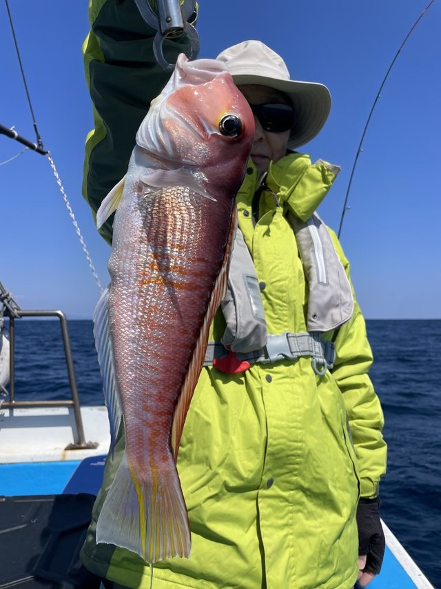 アマダイ(アカアマダイ)