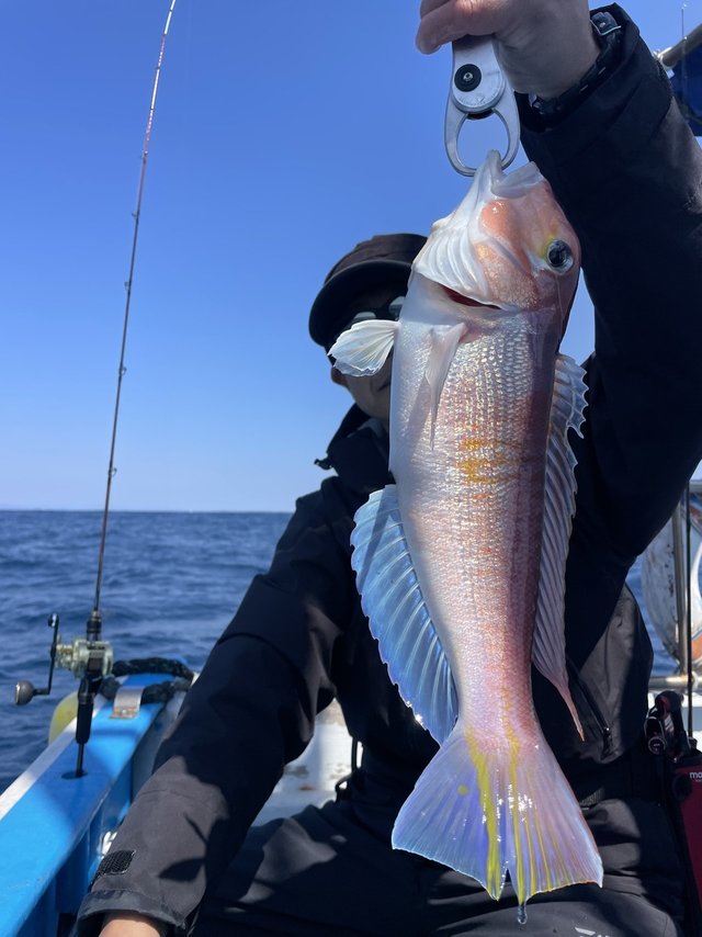 アマダイ(アカアマダイ)