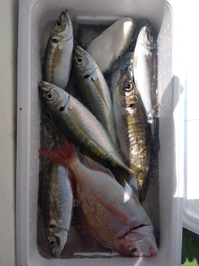 ハナダイ(チダイ)・アジ(マアジ)