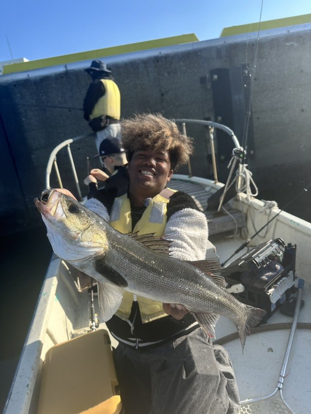 シーバス(スズキ)