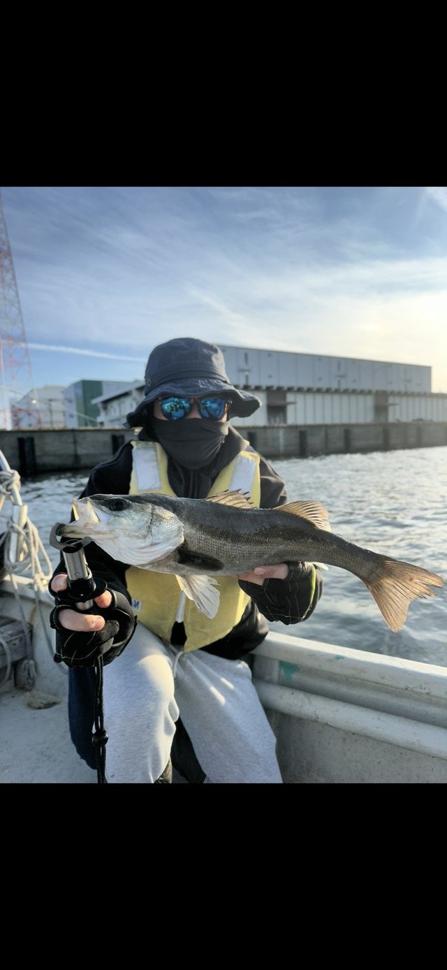 シーバス(スズキ)