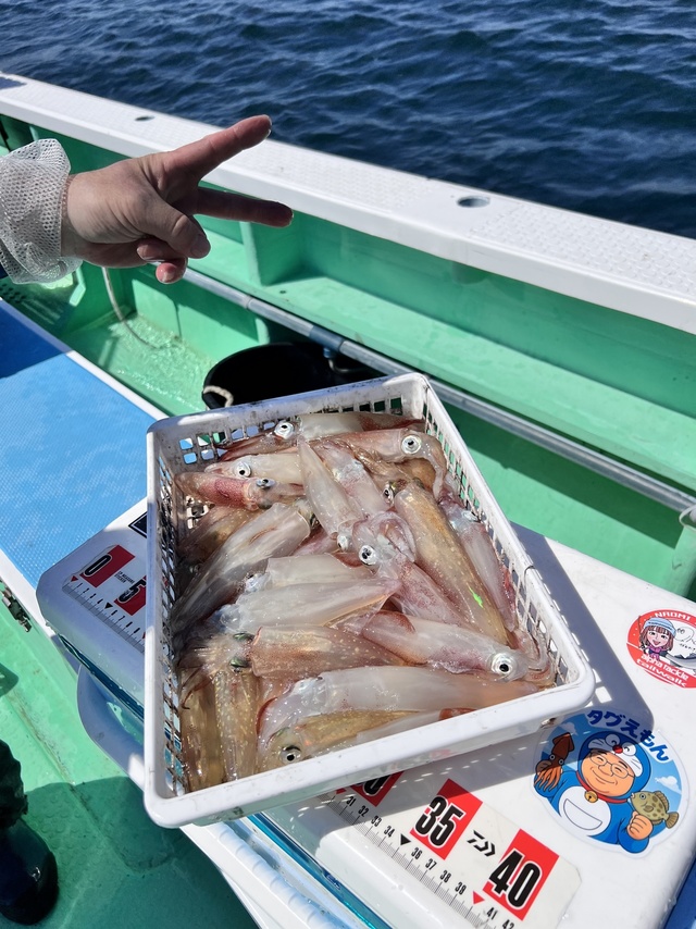 マルイカ(ケンサキイカ)