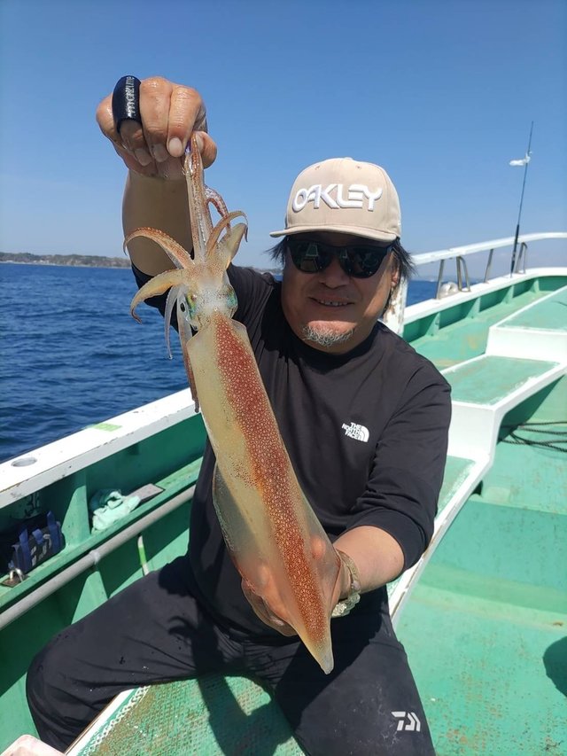 マルイカ(ケンサキイカ)