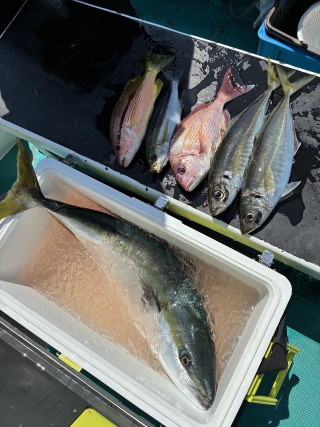 マダイ・マアジ・ブリ