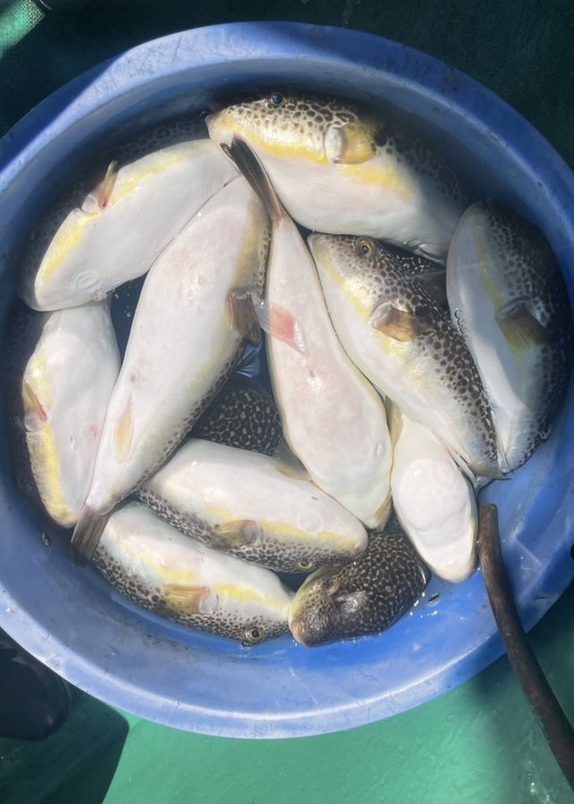 ショウサイフグ