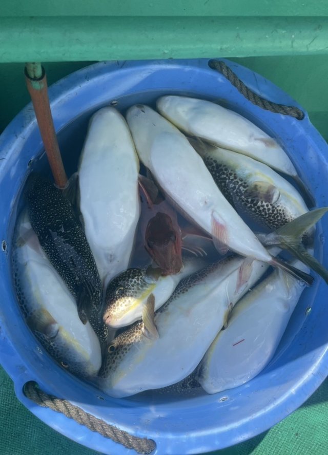 ショウサイフグ