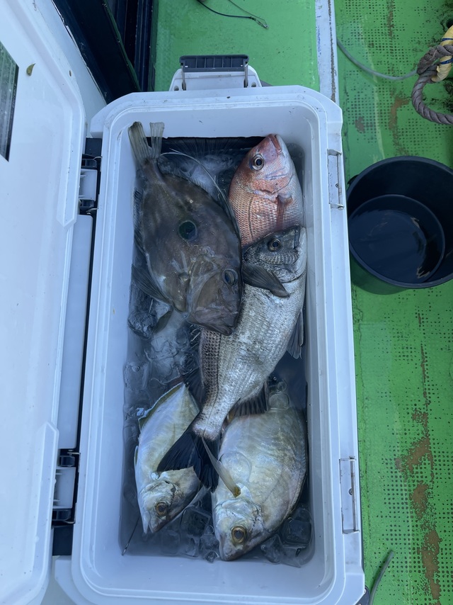 マダイ・クロダイ・カイワリ