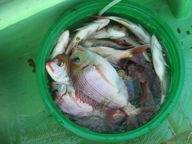 ハナダイ(チダイ)