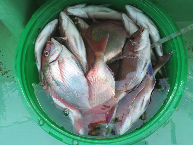 ハナダイ(チダイ)