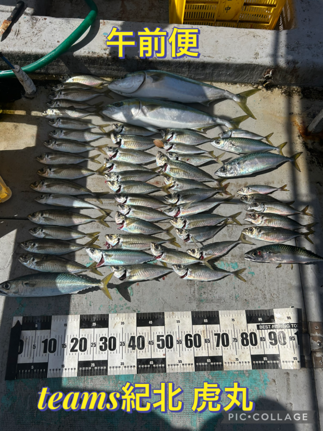 アジ(マアジ)・メジロ(ブリ)・マサバ