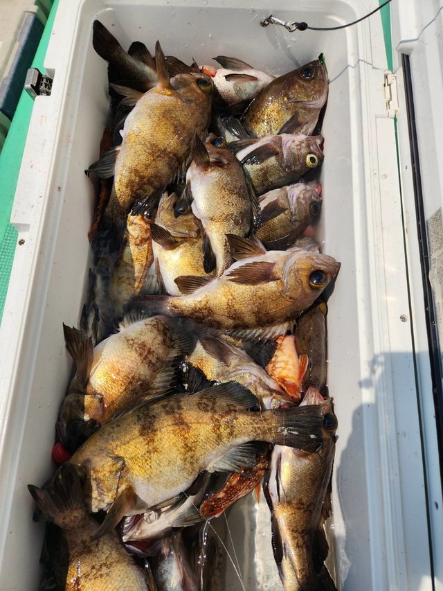 クロメバル(メバル)