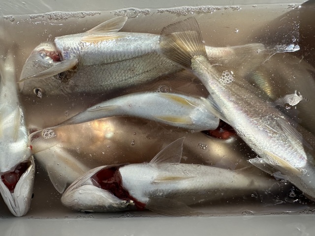 イシモチ(シログチ)