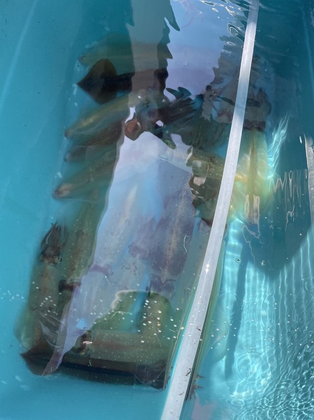 マルイカ(ケンサキイカ)