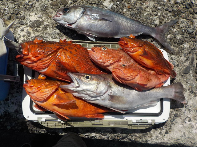 アラ・オニカサゴ・カンコ(ウッカリカサゴ)