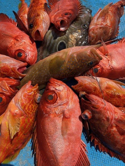 キジハタ・キントキ(チカメキントキ)・カサゴ・アヤメカサゴ・マトウダイ